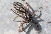 Jumping Spider (Holoplatys planissima) (Holoplatys planissima)